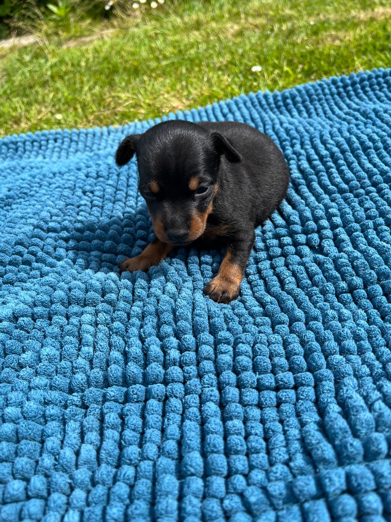 Helene Crochemore - Chiot disponible  - Pinscher nain