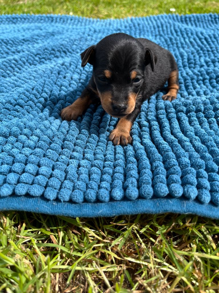 Helene Crochemore - Chiot disponible  - Pinscher nain