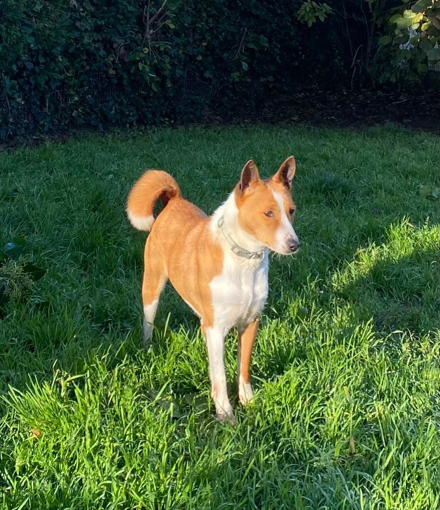 Romy Du gang des loups