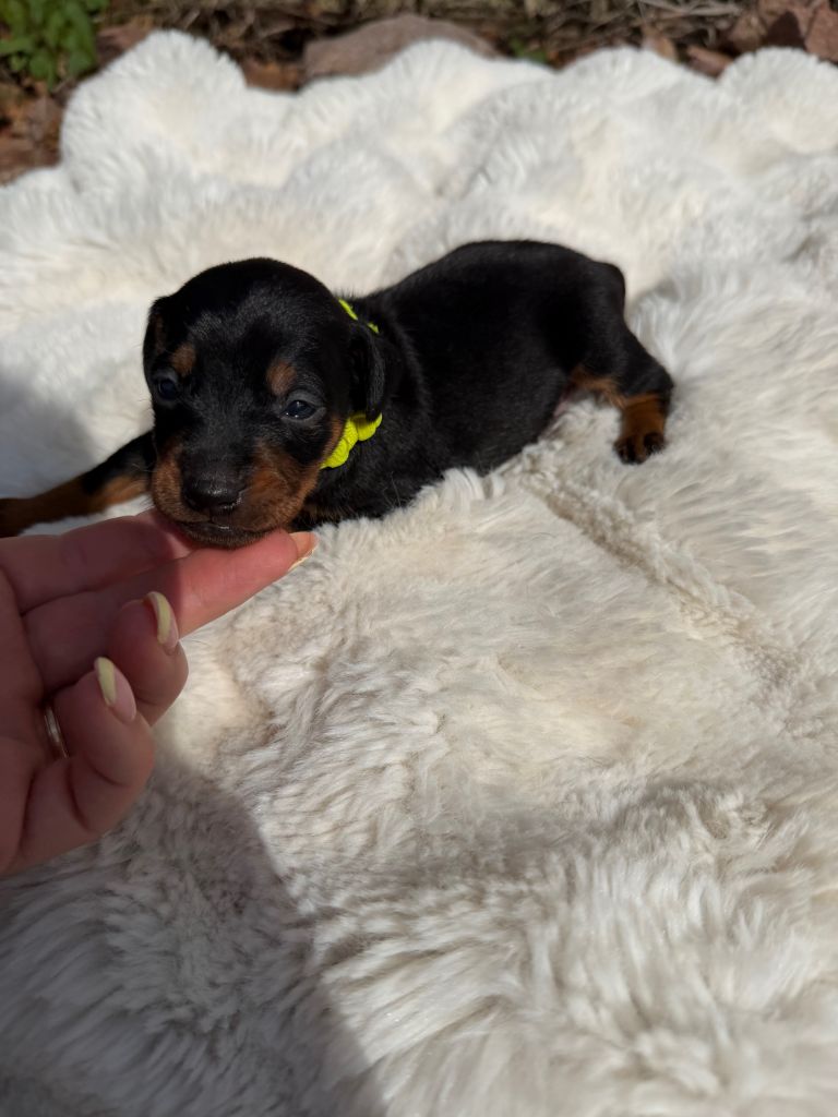Helene Crochemore - Chiots disponibles - Pinscher nain
