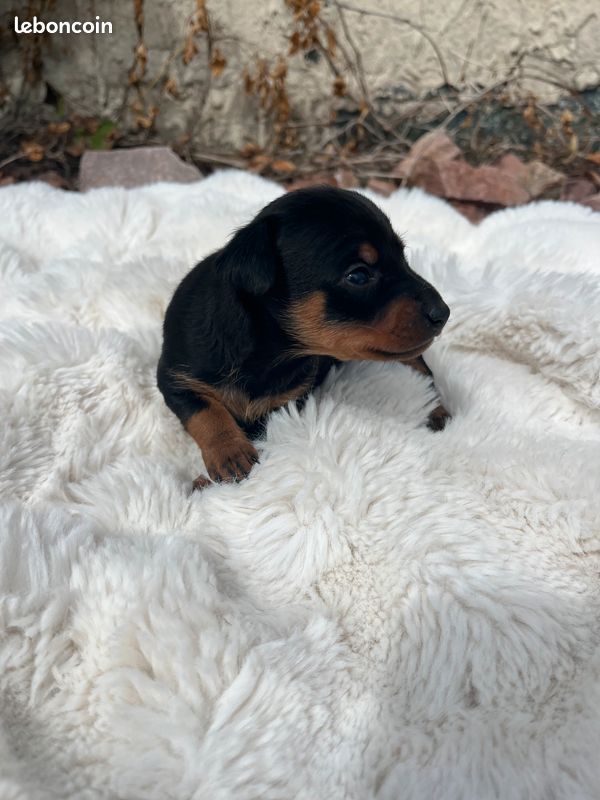 Helene Crochemore - Chiots disponibles - Pinscher nain