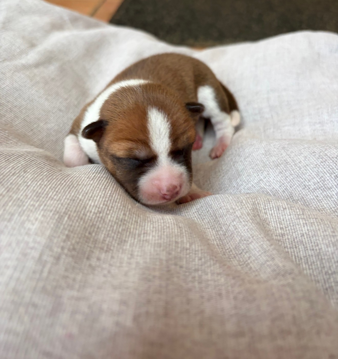 Helene Crochemore - Chiots disponibles - Basenji