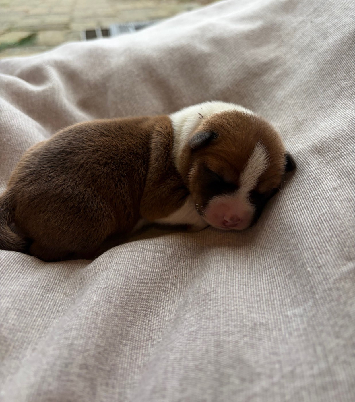 Helene Crochemore - Chiots disponibles - Basenji