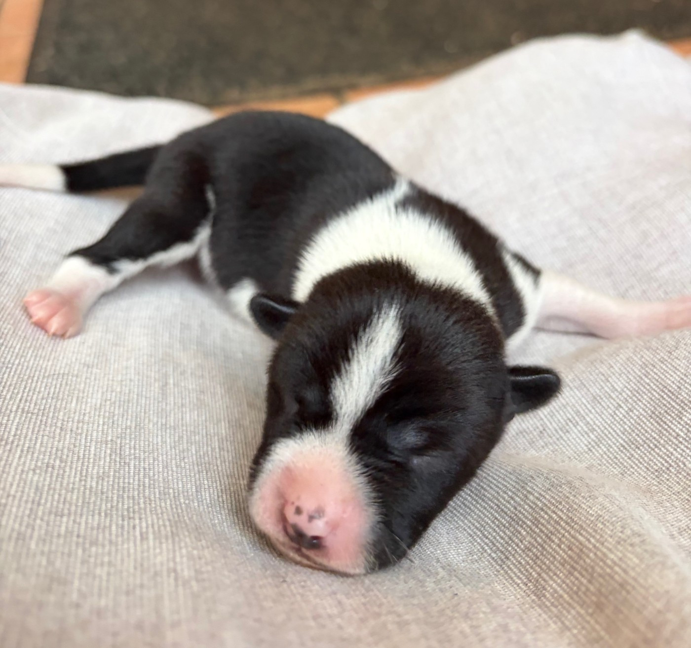 Helene Crochemore - Chiots disponibles - Basenji