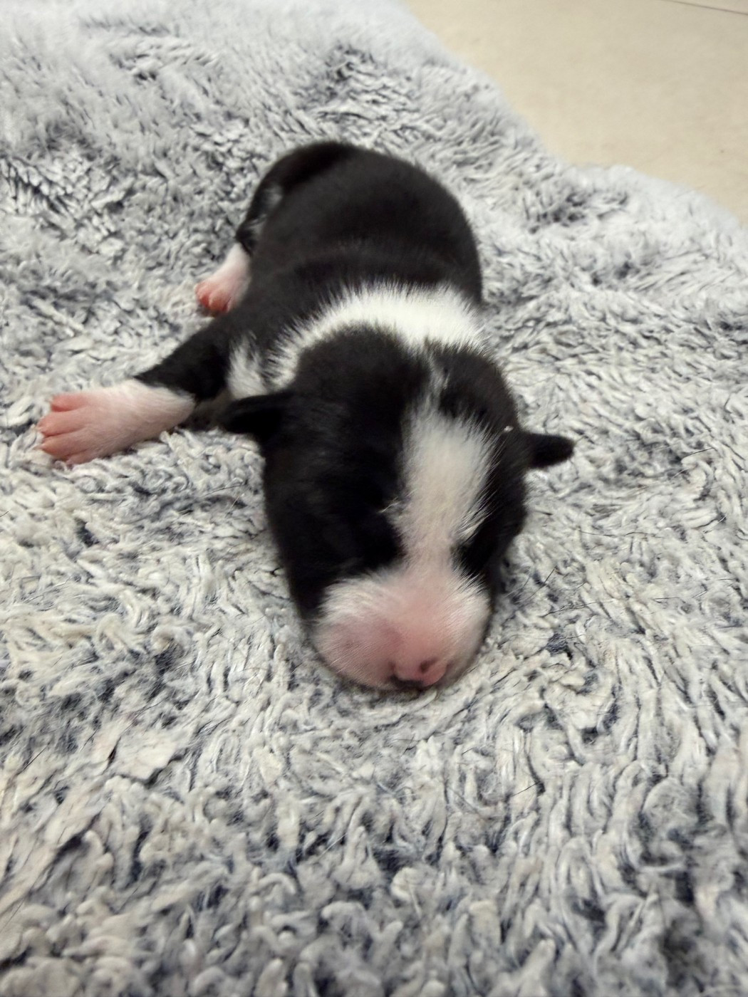 Helene Crochemore - Chiots disponibles - Basenji