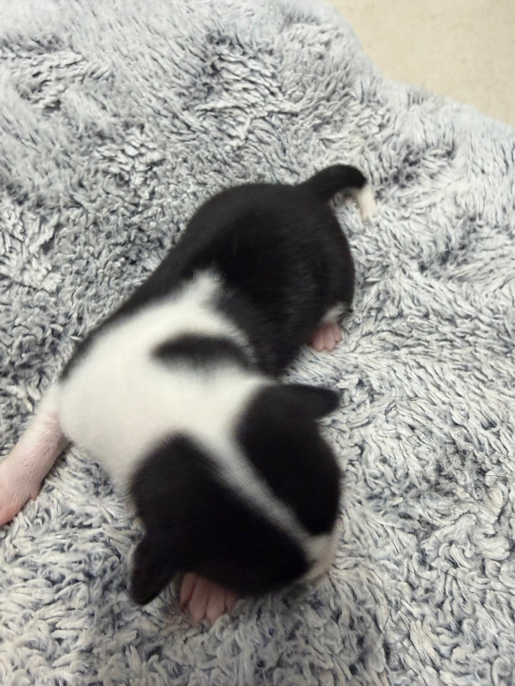 Helene Crochemore - Chiots disponibles - Basenji