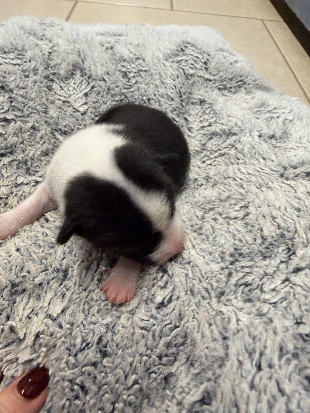 Helene Crochemore - Chiots disponibles - Basenji