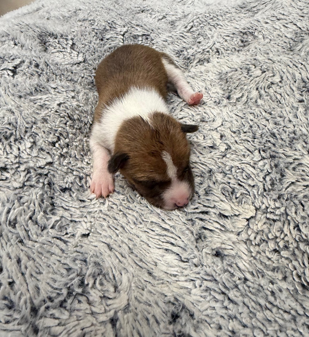 Helene Crochemore - Chiots disponibles - Basenji