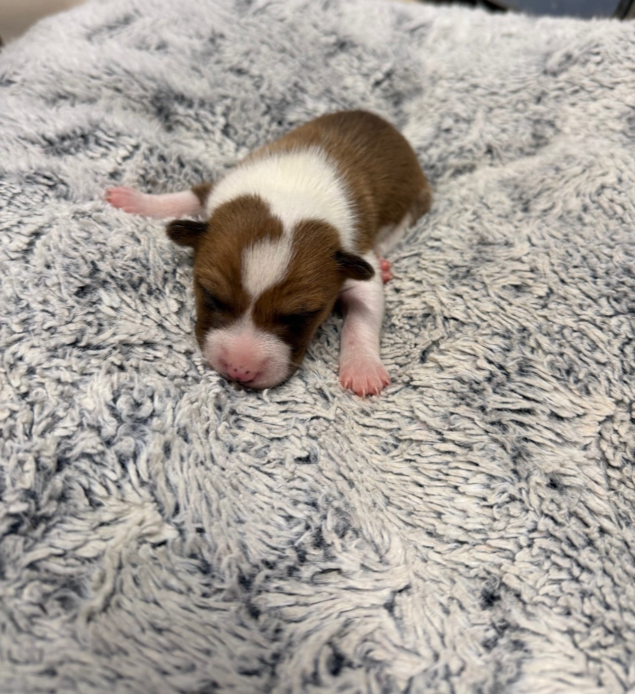 Helene Crochemore - Chiots disponibles - Basenji