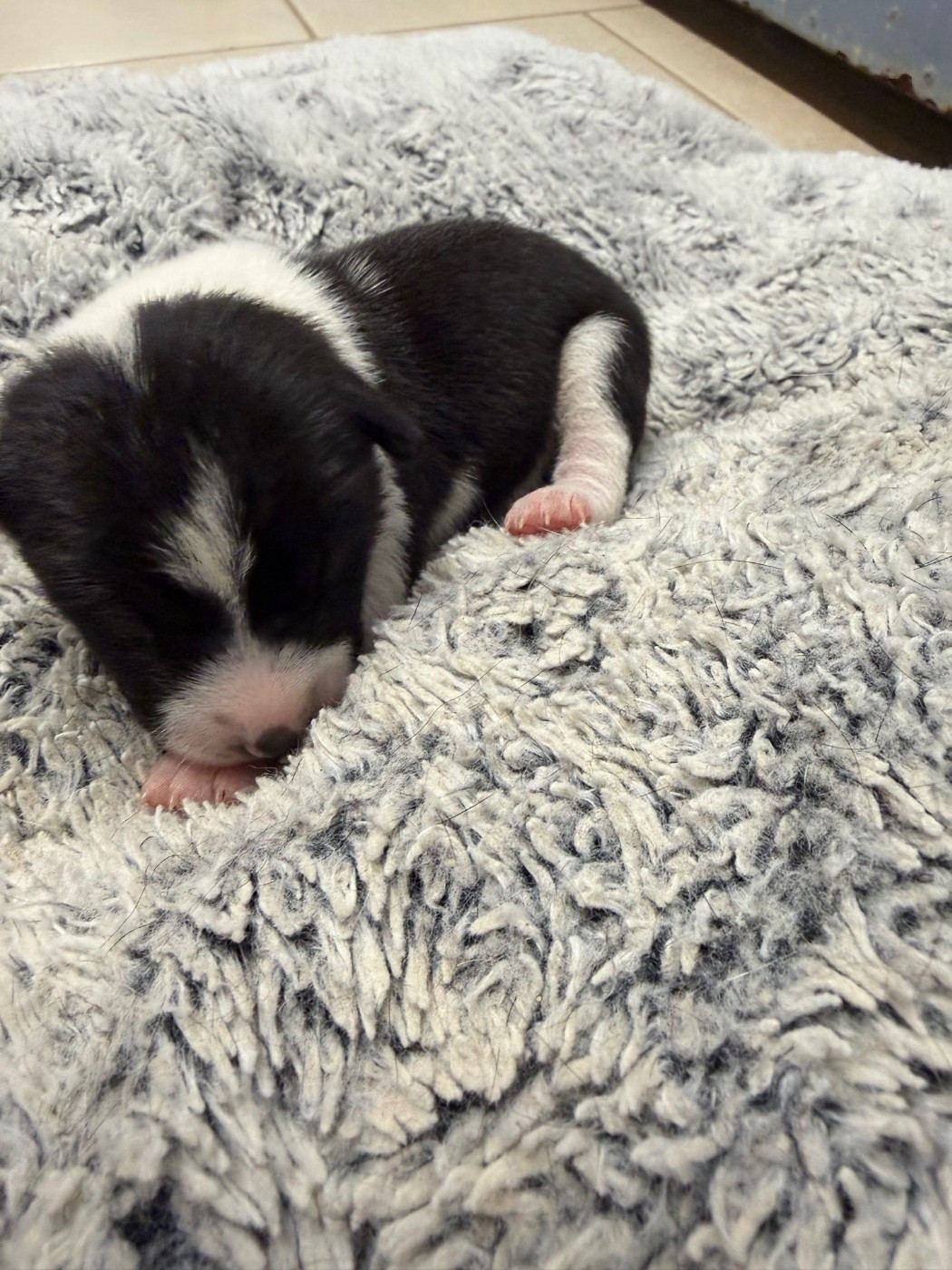 Helene Crochemore - Chiots disponibles - Basenji