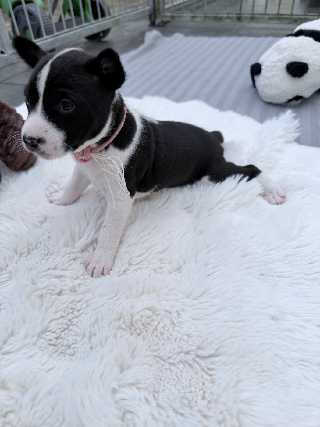 Helene Crochemore - Chiots disponibles - Basenji