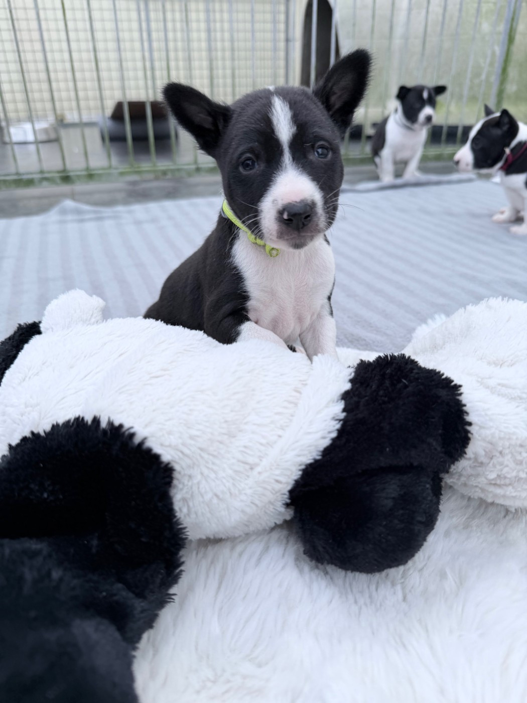 Helene Crochemore - Chiots disponibles - Basenji