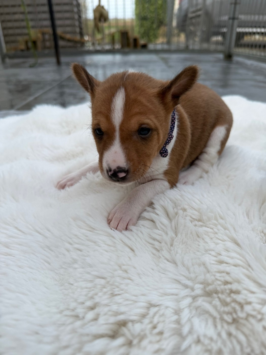 Helene Crochemore - Chiots disponibles - Basenji