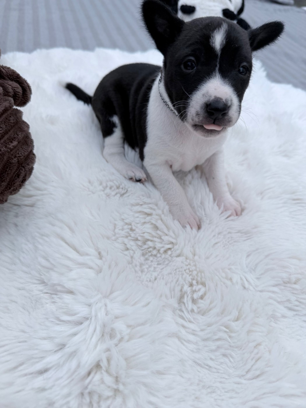 Helene Crochemore - Chiots disponibles - Basenji