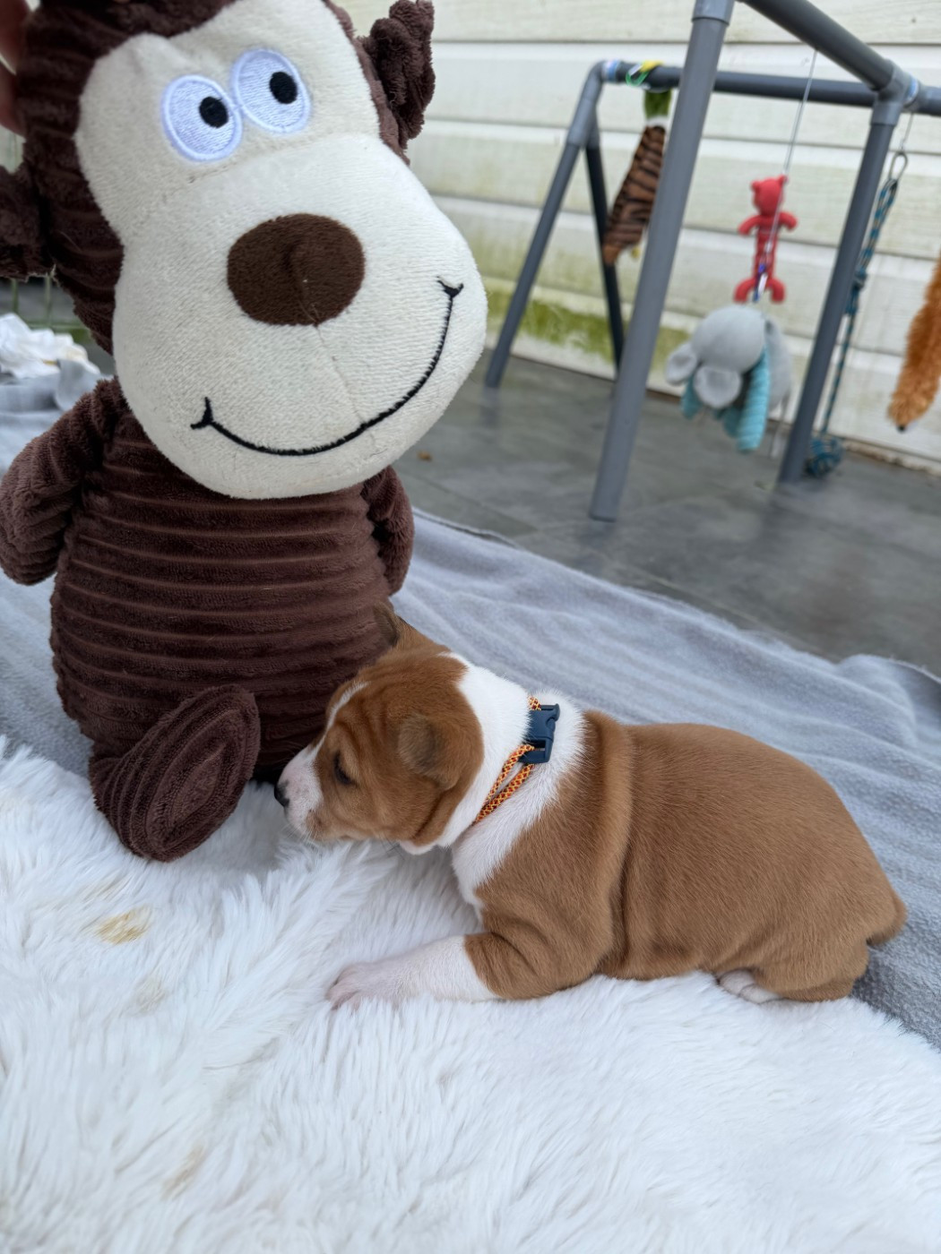 Helene Crochemore - Chiots disponibles - Basenji