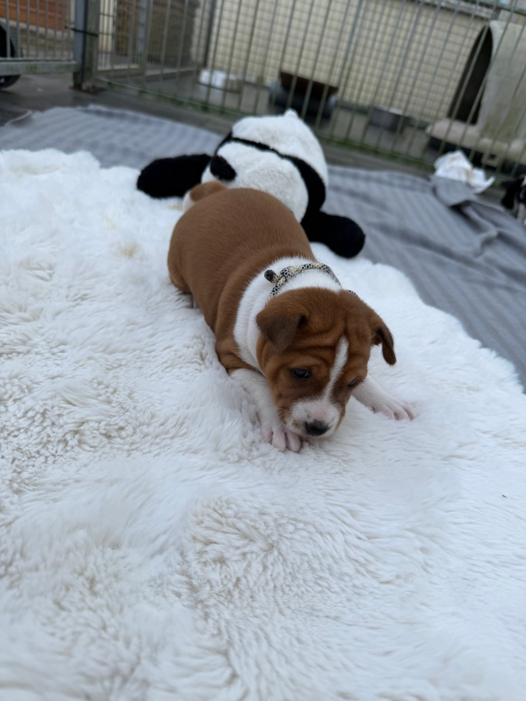 Helene Crochemore - Chiots disponibles - Basenji