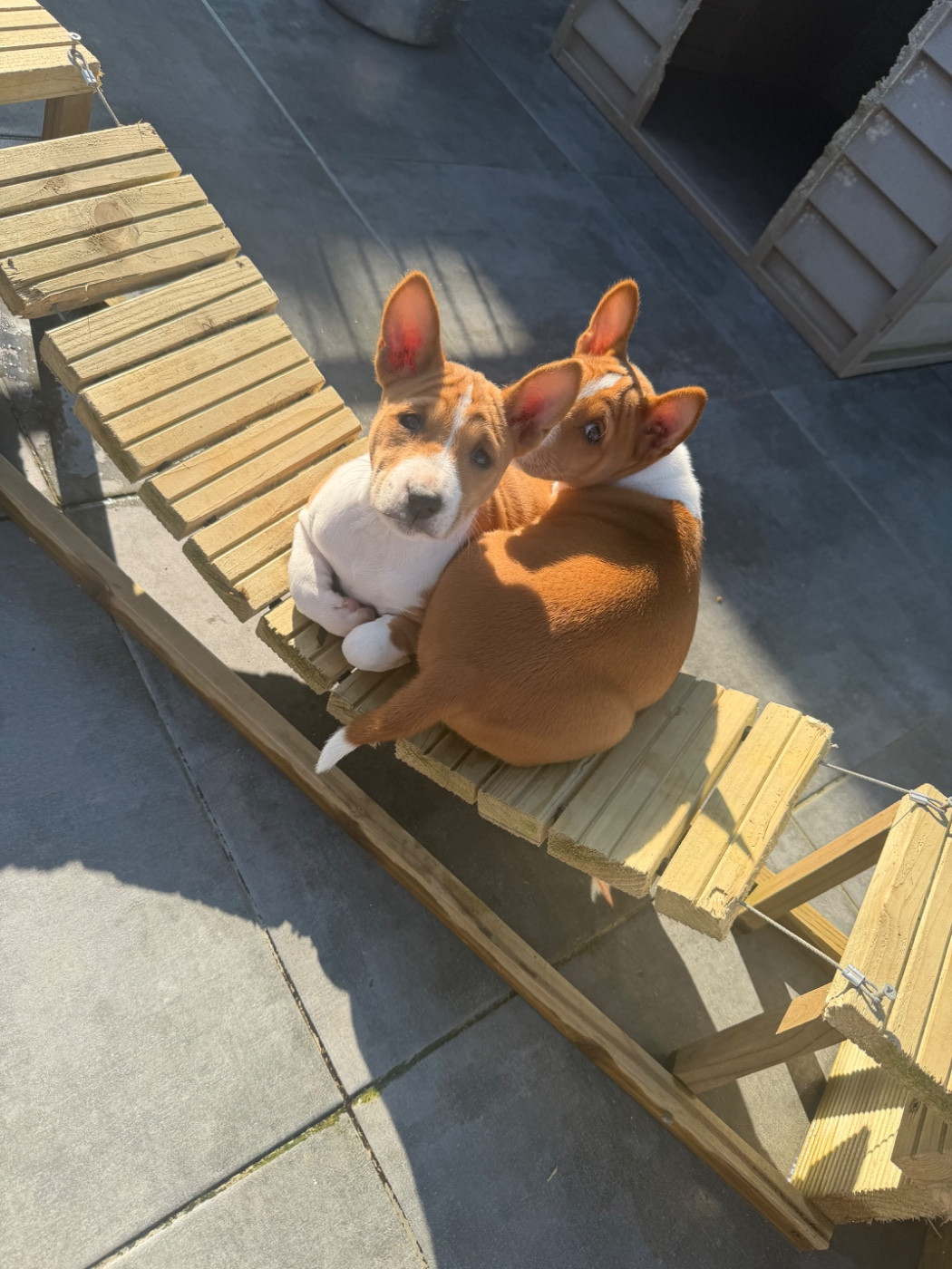 Helene Crochemore - Chiots disponibles - Basenji