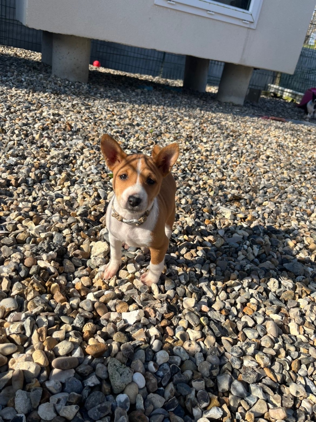 Helene Crochemore - Chiots disponibles - Basenji