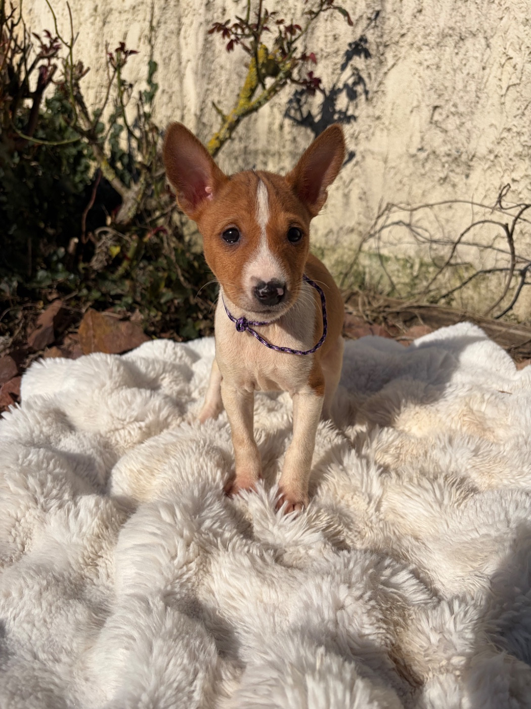 Helene Crochemore - Chiots disponibles - Basenji
