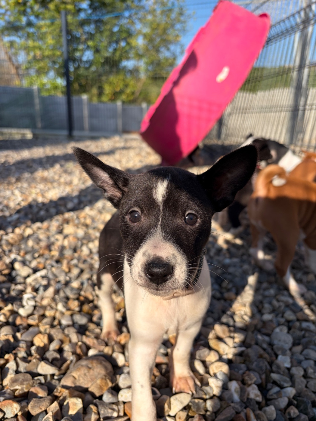 Helene Crochemore - Chiots disponibles - Basenji