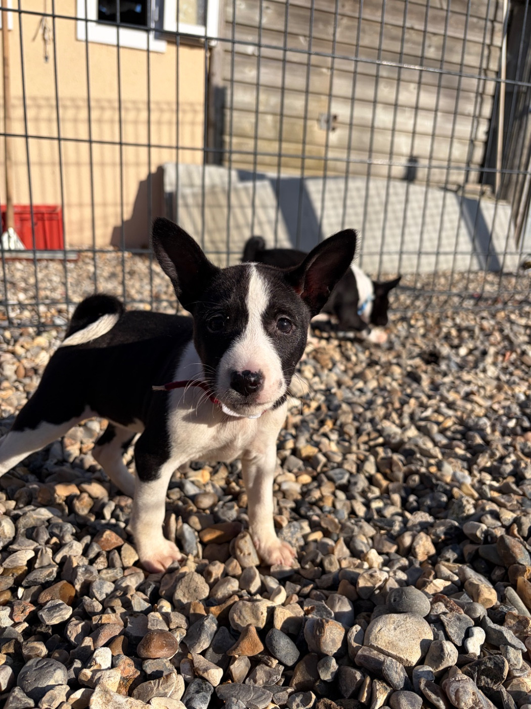 Helene Crochemore - Chiots disponibles - Basenji