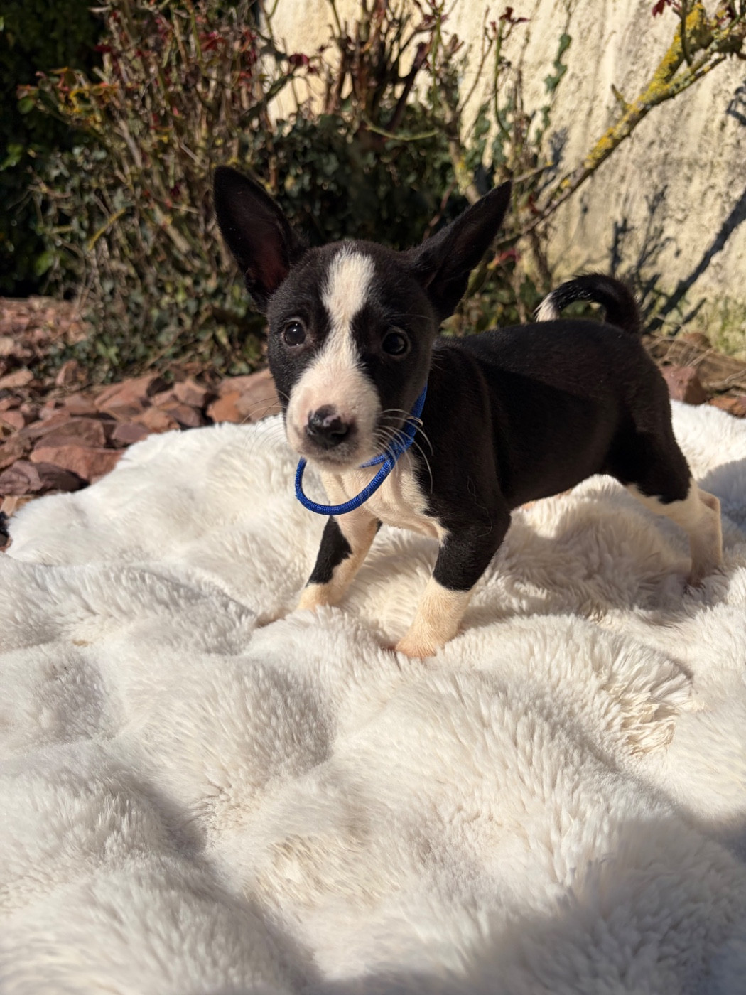 Helene Crochemore - Chiots disponibles - Basenji
