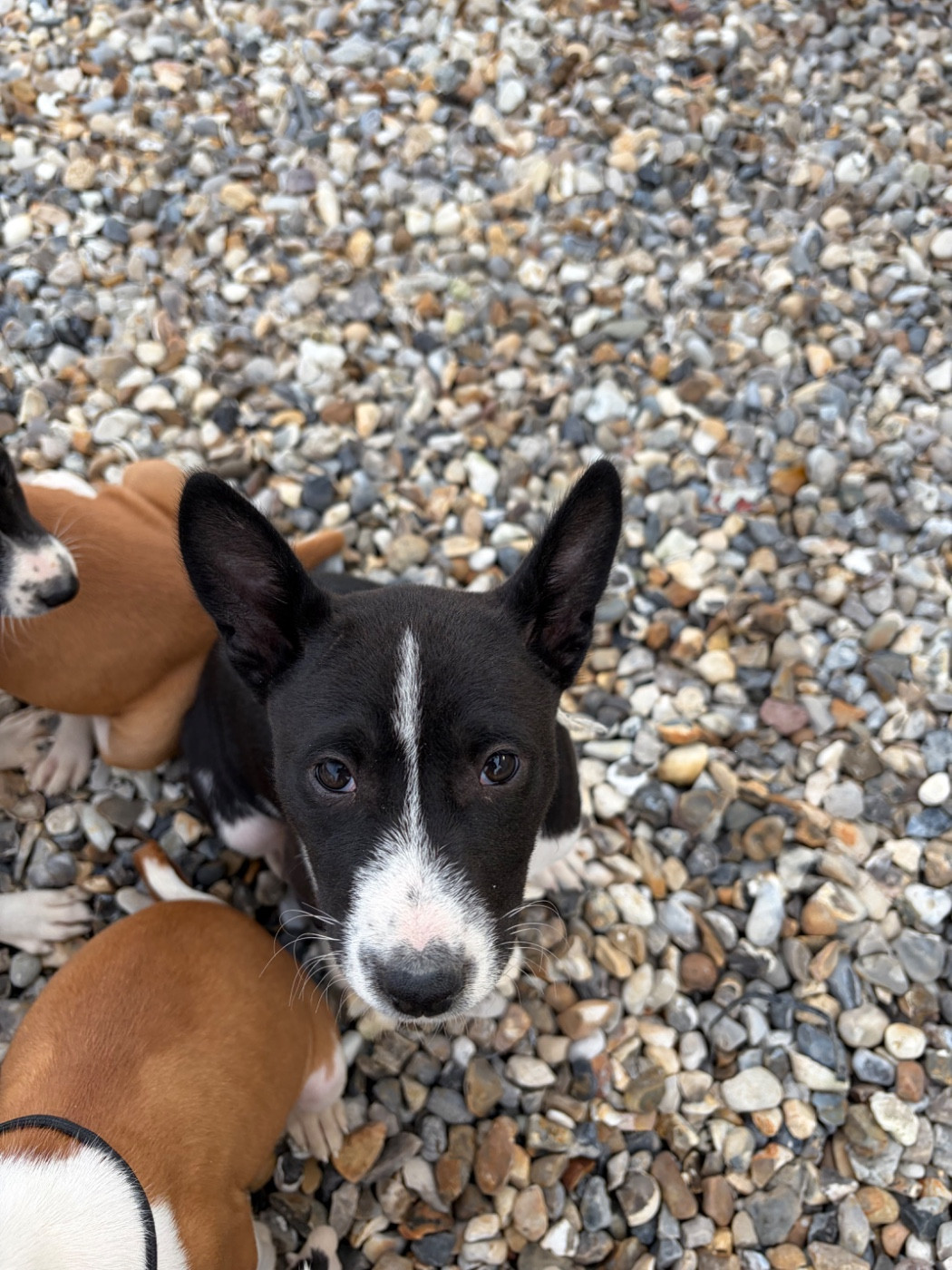 Helene Crochemore - Chiots disponibles - Basenji