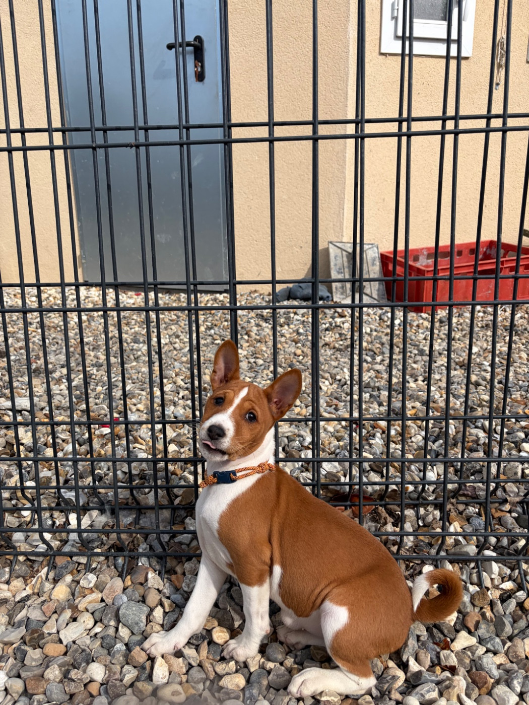 Helene Crochemore - Basenji - Portée née le 12/01/2026