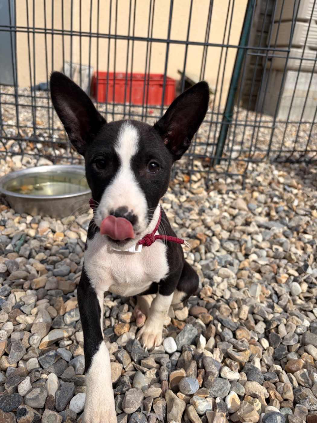 Helene Crochemore - Chiots disponibles - Basenji