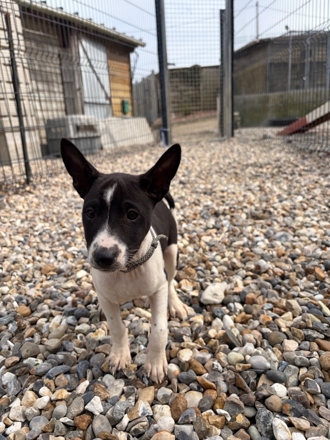 Helene Crochemore - Chiots disponibles - Basenji