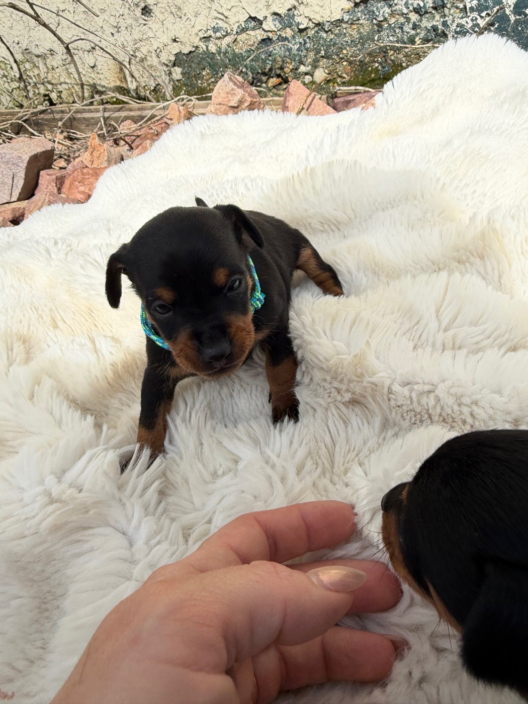 Helene Crochemore - Chiots disponibles - Pinscher nain