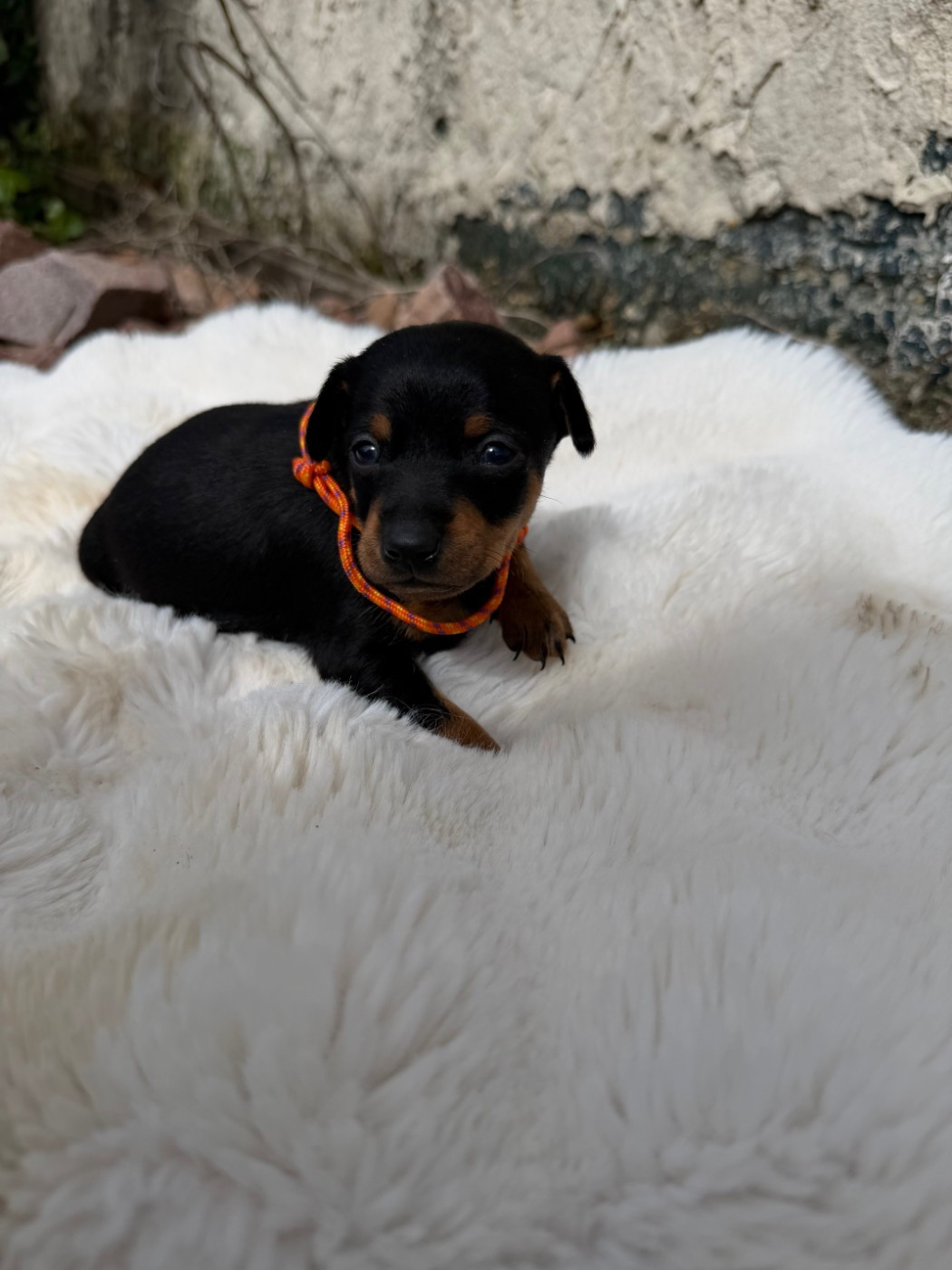 Helene Crochemore - Chiots disponibles - Pinscher nain