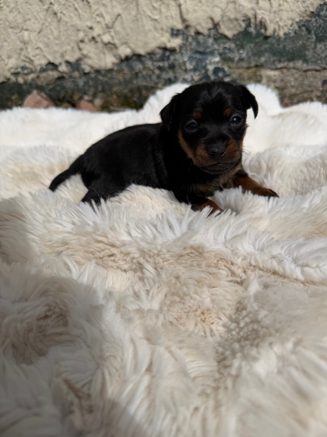 Helene Crochemore - Chiots disponibles - Pinscher nain
