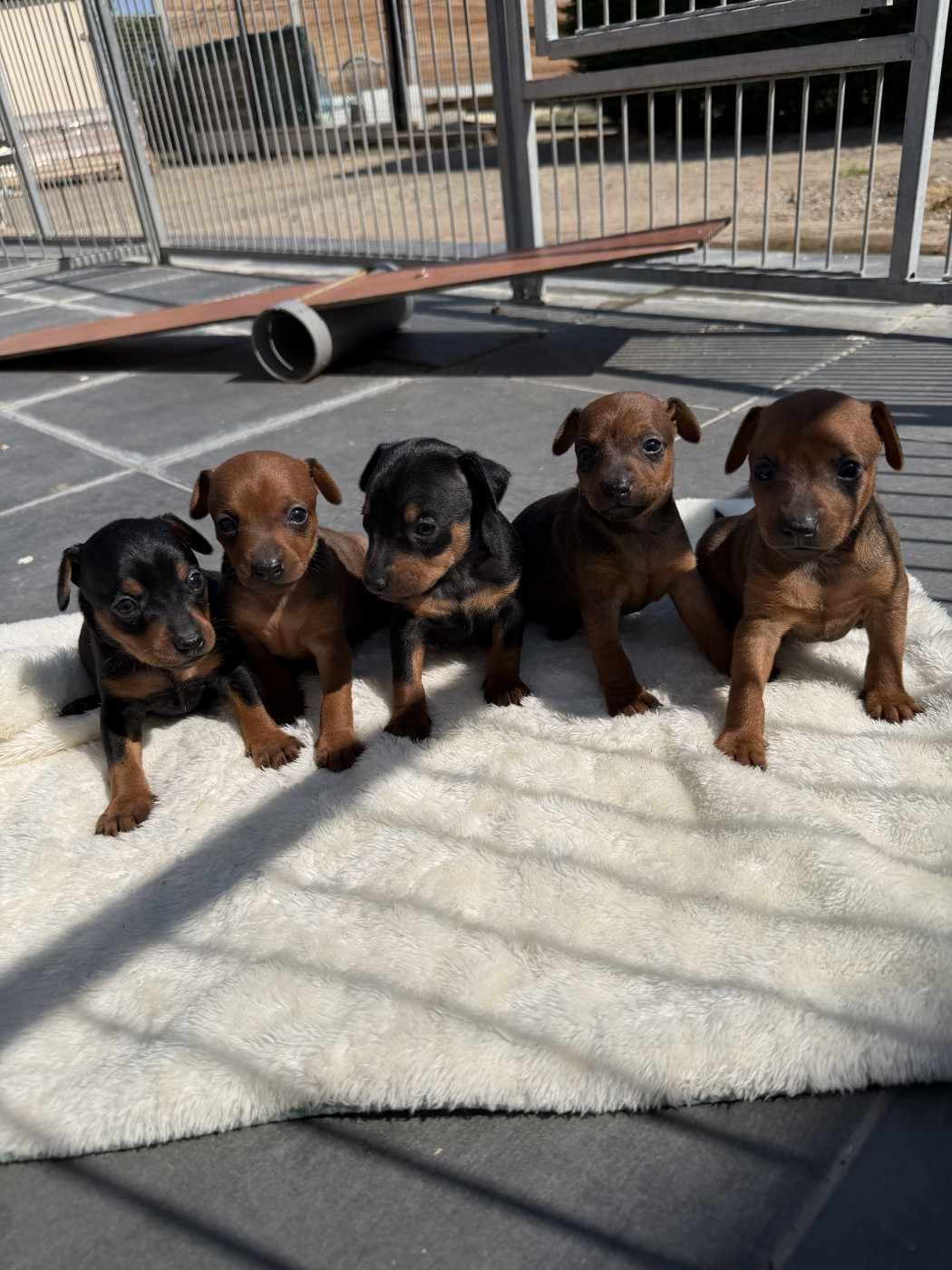 Chiot Pinscher nain Helene Crochemore