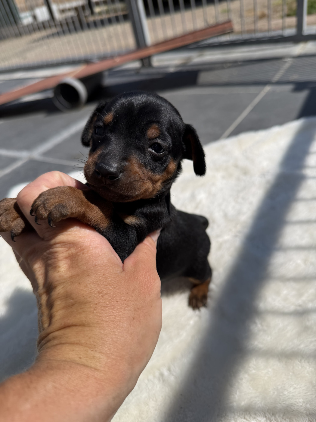 Helene Crochemore - Chiots disponibles - Pinscher nain