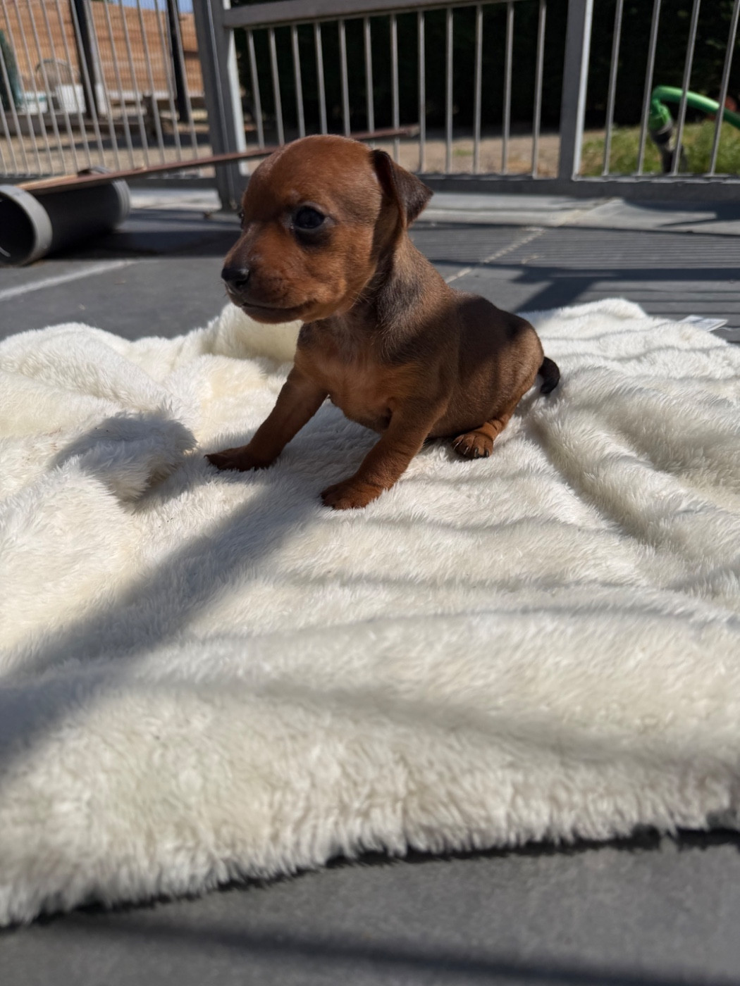Helene Crochemore - Chiots disponibles - Pinscher nain