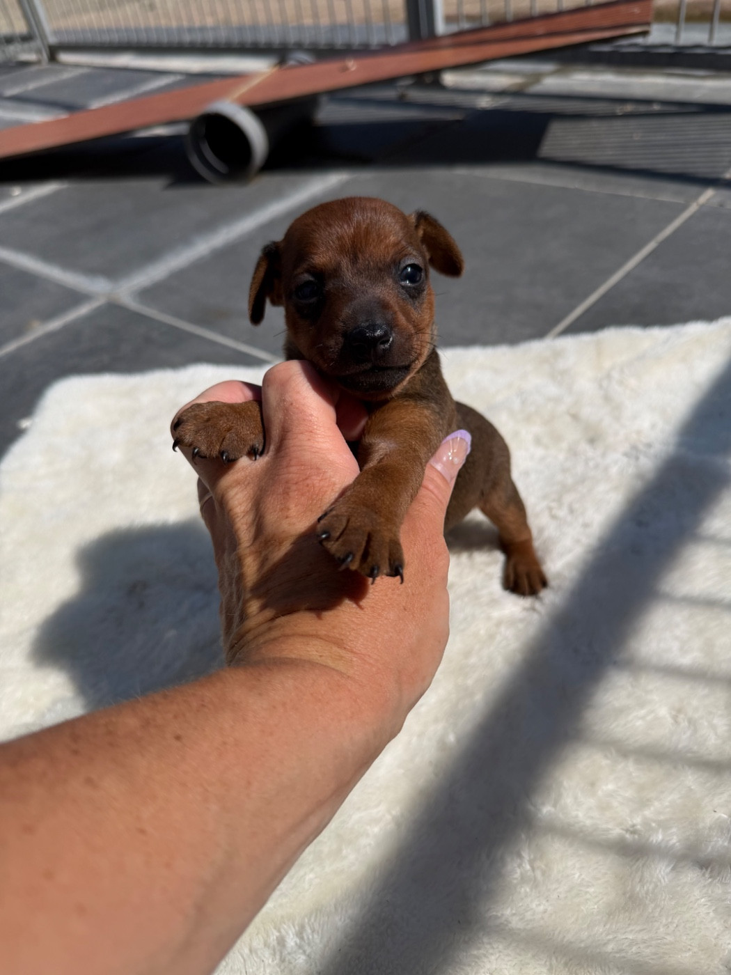 Helene Crochemore - Chiots disponibles - Pinscher nain