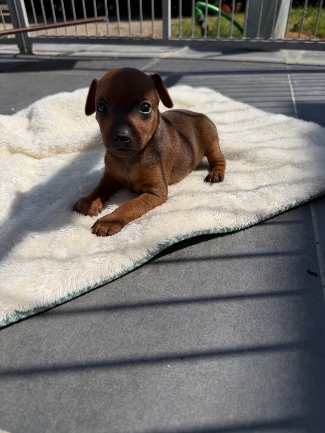 Helene Crochemore - Chiots disponibles - Pinscher nain