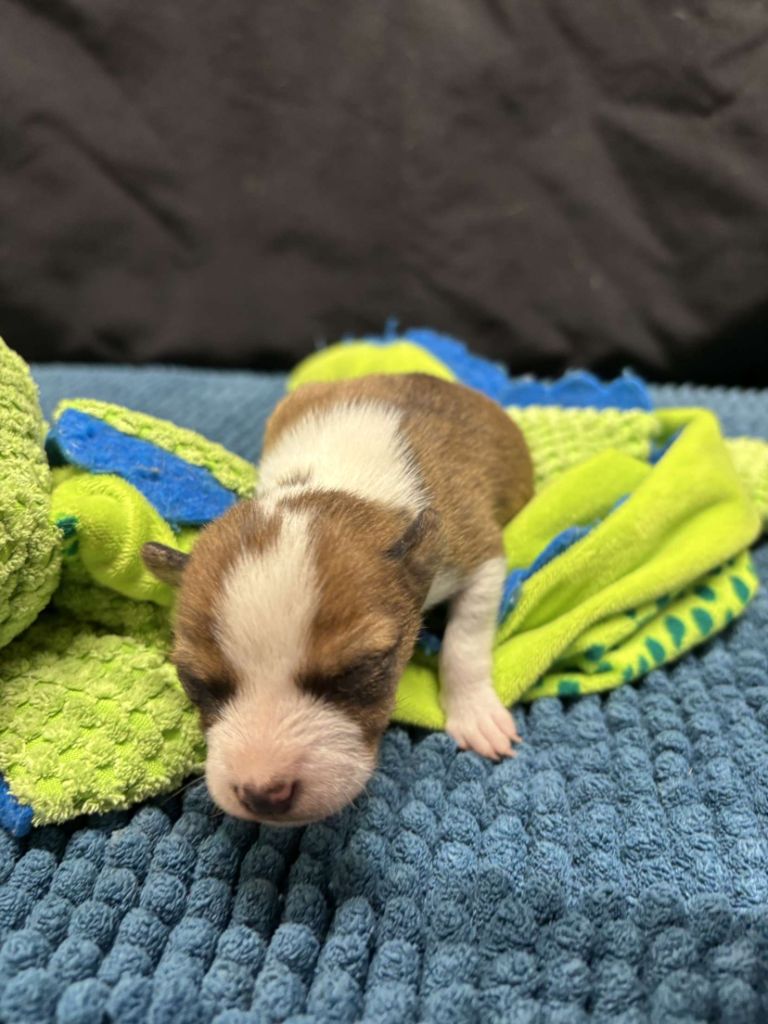Helene Crochemore - Basenji - Portée née le 29/01/2025