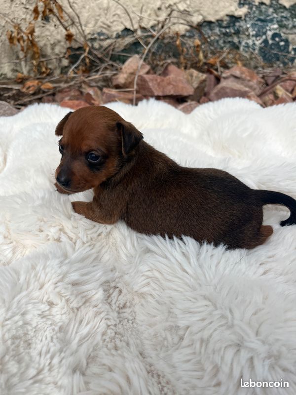 Helene Crochemore - Chiots disponibles - Pinscher nain