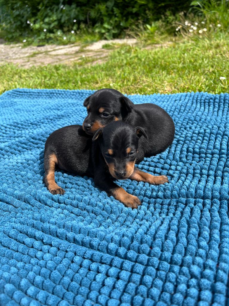 Helene Crochemore - Pinscher nain - Portée née le 03/05/2024