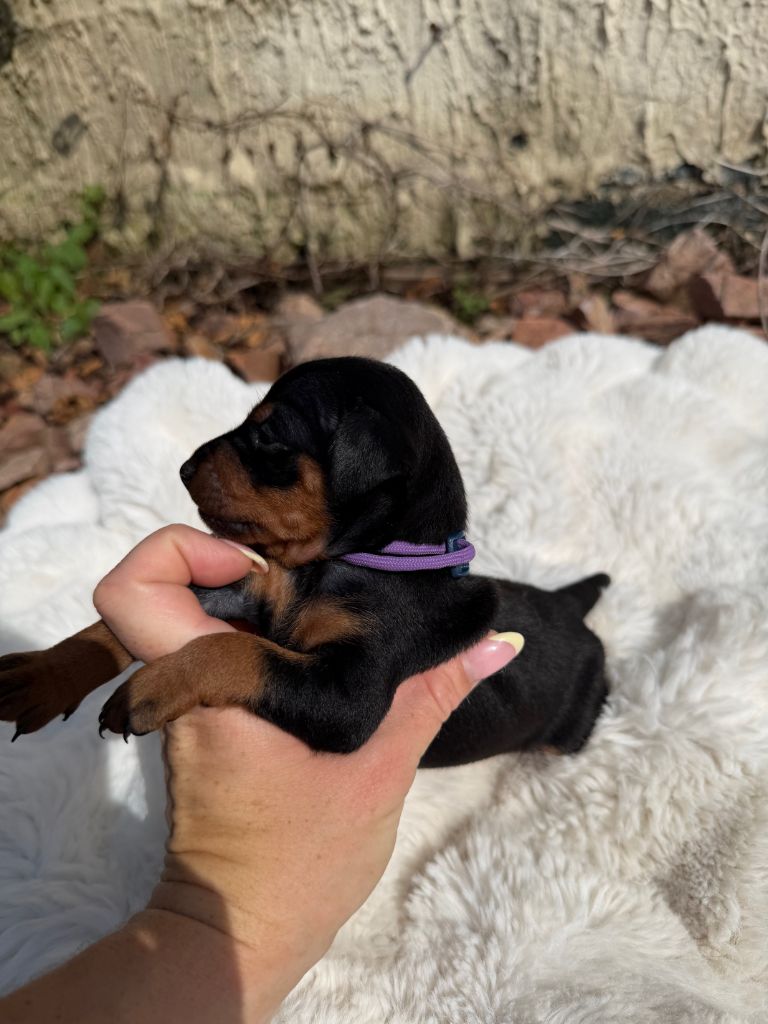 Helene Crochemore - Chiots disponibles - Pinscher nain
