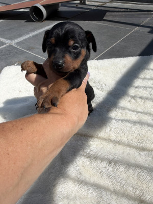 Chiot N°3