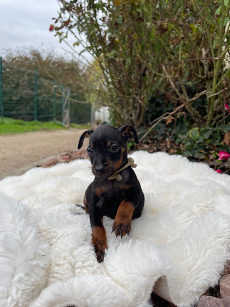 Helene Crochemore - Pinscher nain - Portée née le 30/08/2025