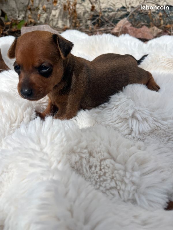 Helene Crochemore - Chiots disponibles - Pinscher nain