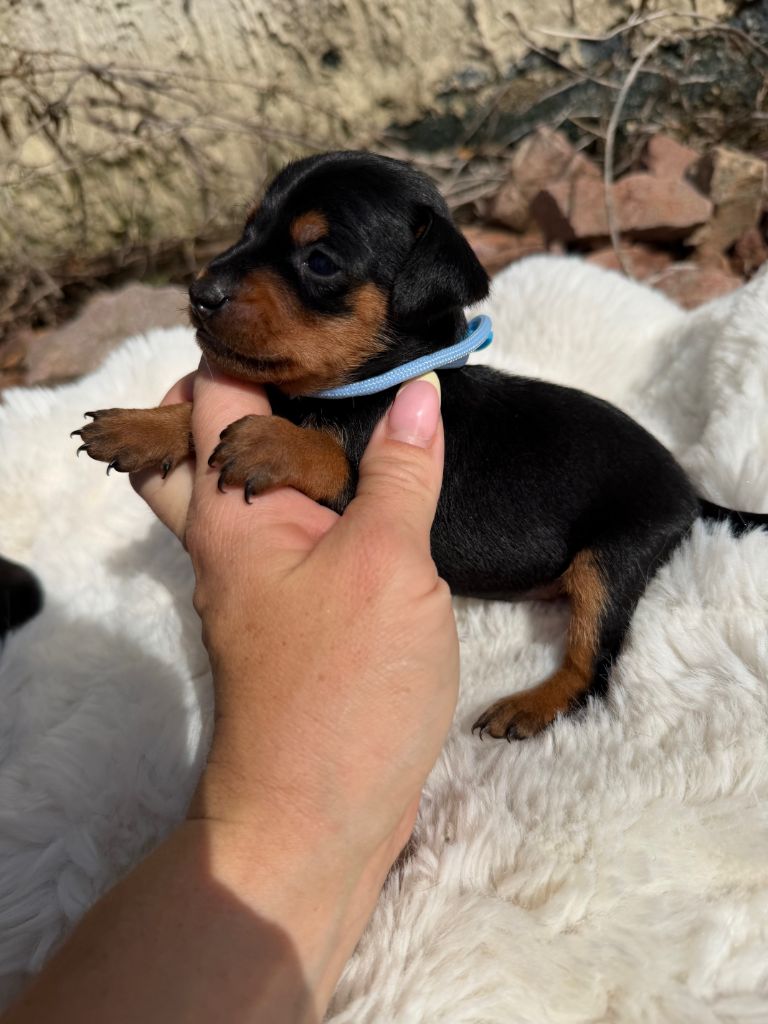 Helene Crochemore - Chiots disponibles - Pinscher nain