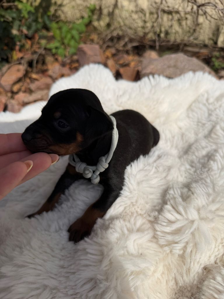 Helene Crochemore - Chiots disponibles - Pinscher nain